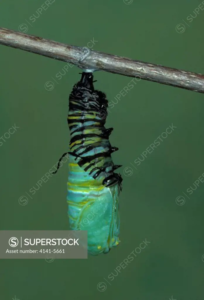 monarch butterfly larva danaus plexippus pupating picture sequence a, no.2 