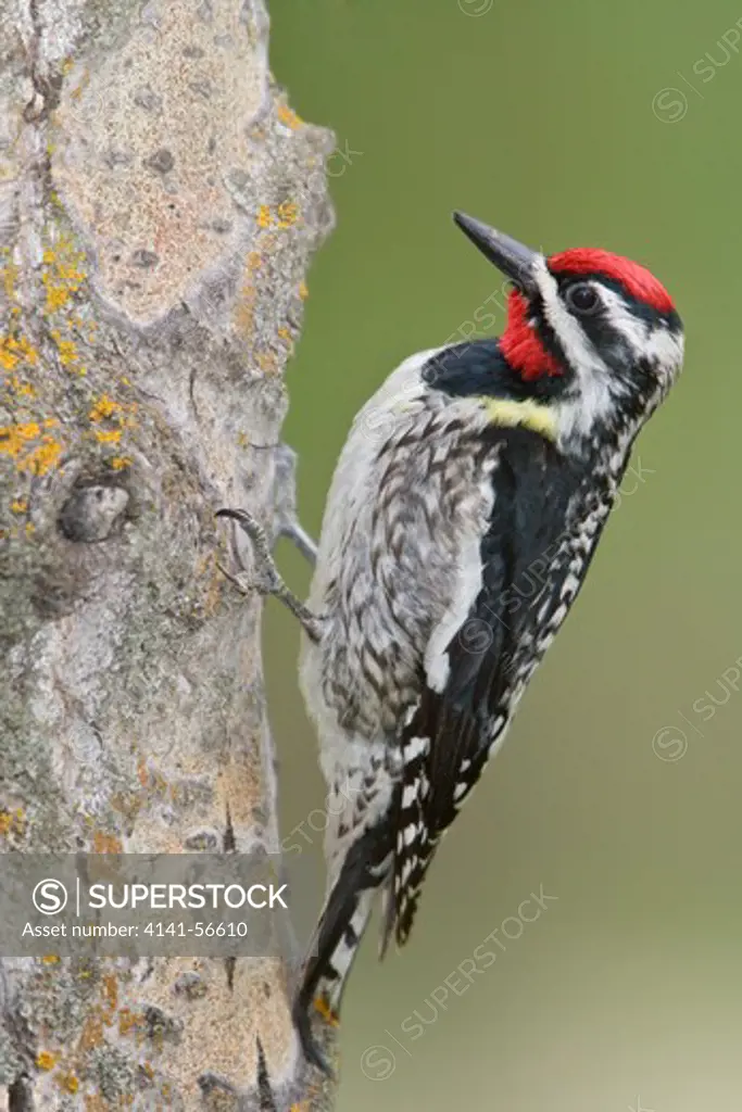 Yellow-Bellied Sapsucker (Sphyrapicus Varius) Perched On A Tree Trunk In Manitoba, Canada.