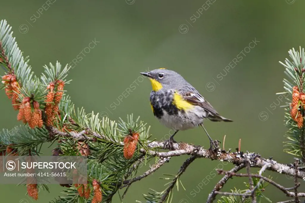 Yellow-Rumped Warbler (Dendroica Coronata) Perched On A Branch In Victoria, Bc, Canada.