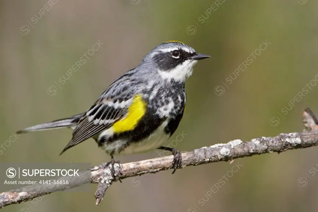 Yellow-Rumped Warbler (Dendroica Coronata) Perched On A Branch In Manitoba, Canada.