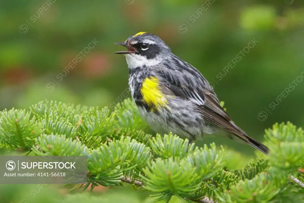 Yellow-Rumped Warbler (Dendroica Coronata) Perched On A Branch In Newfoundland, Canada.
