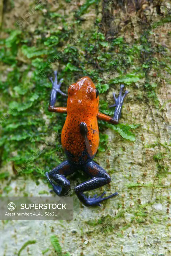 Strawberry Poison Dart Frog (Dendrobates Pumilio) Climbing Tree With Tadpole On Back, Costa Rica.