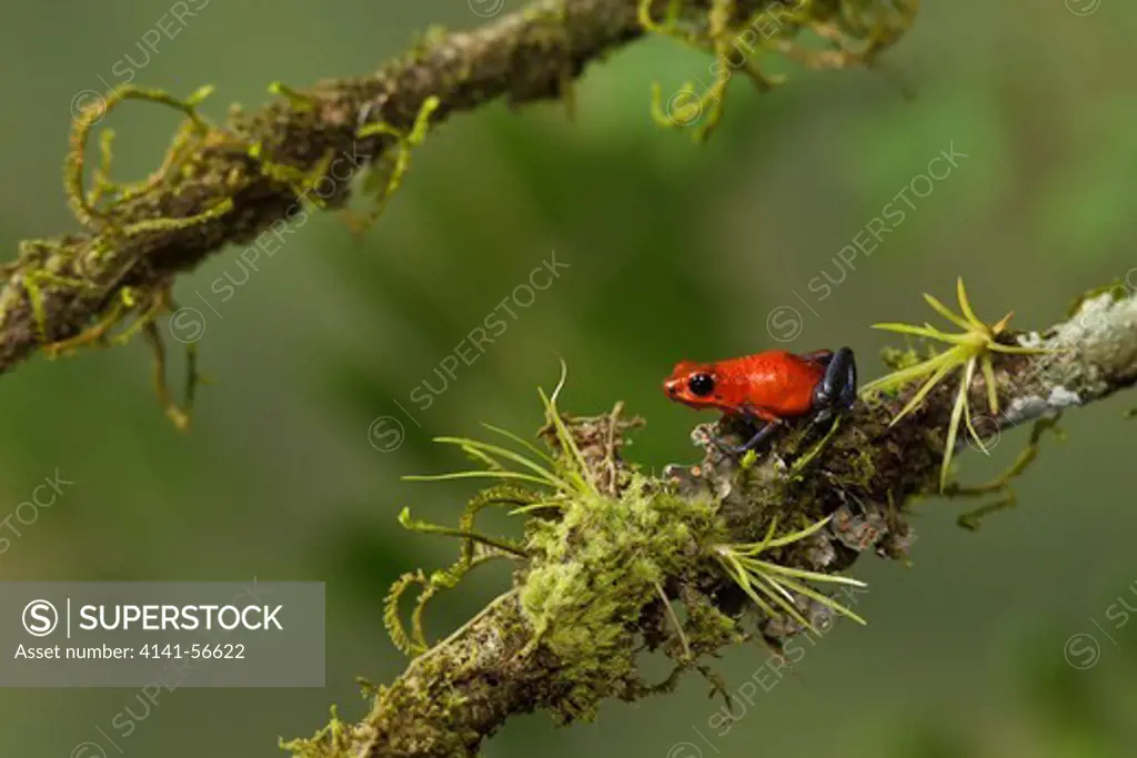 Strawberry Poison Dart Frog  (Dendrobates Pumilio) Perched On A Branch In Costa Rica.