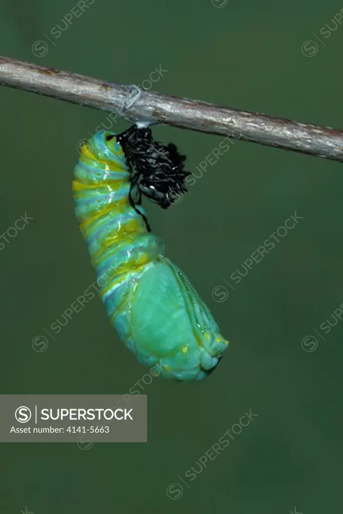 monarch butterfly pupation danaus plexippus completed picture sequence a, no.3 