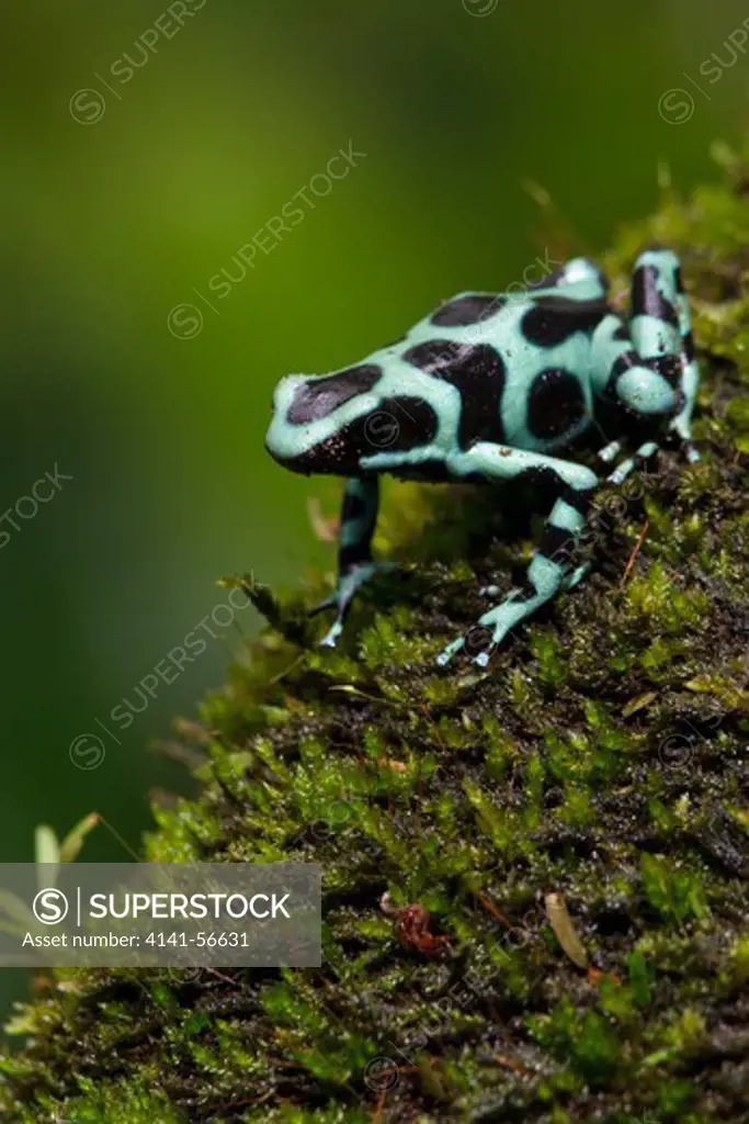 Green And Black Poison Dart Frog (Dendrobates Auratus) Perched On A Mossy Branch In The Rainforest Of Costa Rica.