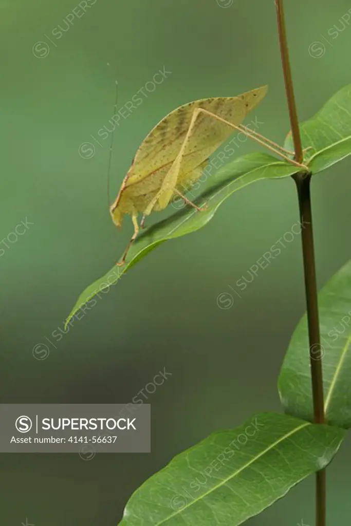 Katydid Perched On A Branch In Costa Rica.
