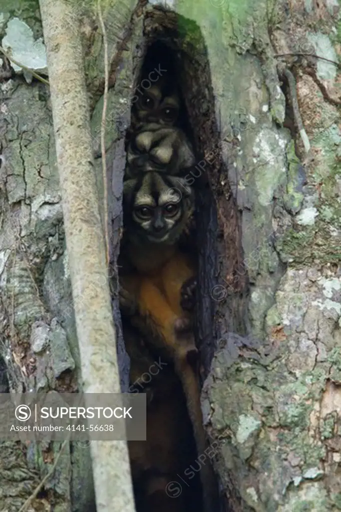 Night Monkeys (Aotus Sp.) Rooting In A Tree In Amazonian Ecuador.