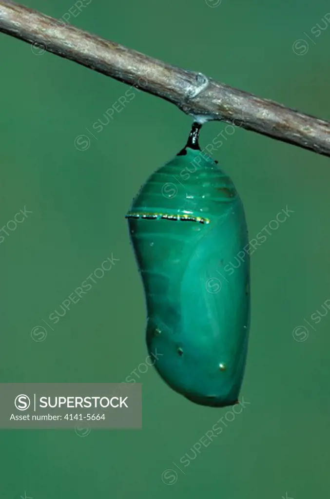 monarch butterfly older pupa danaus plexippus picture sequence a, no.5 
