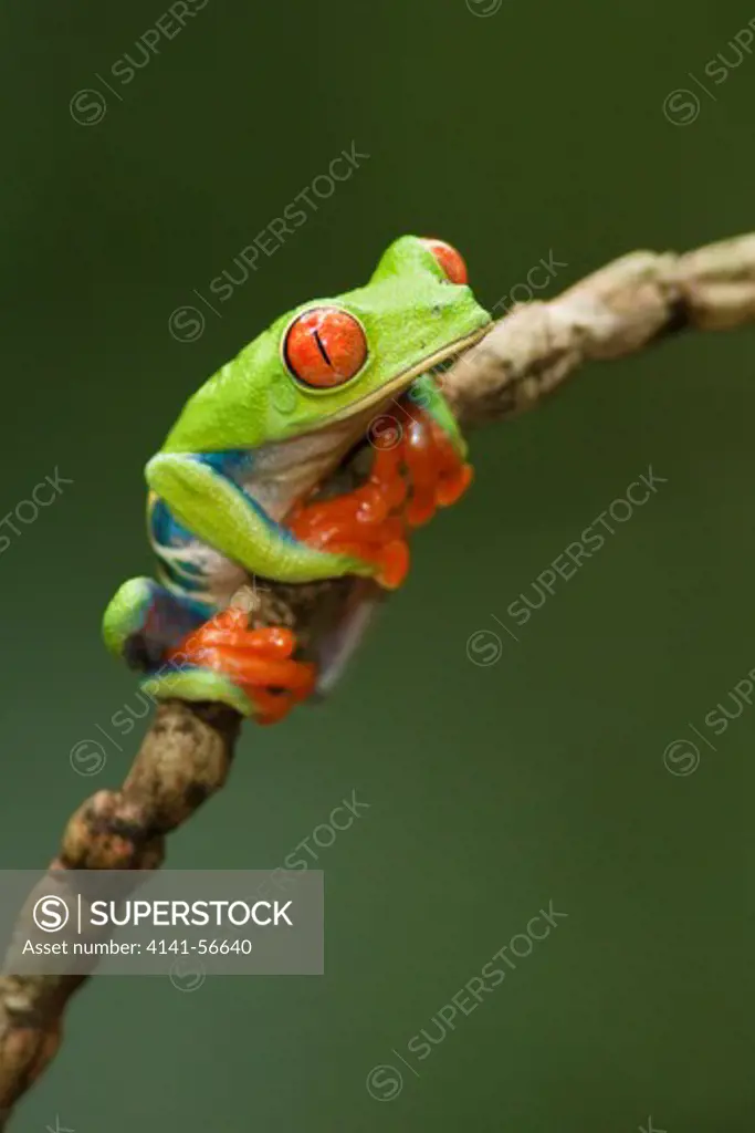 Red-Eyed Tree Frog (Agalychnis Callidryas) Perched On A Branch In Costa Rica.