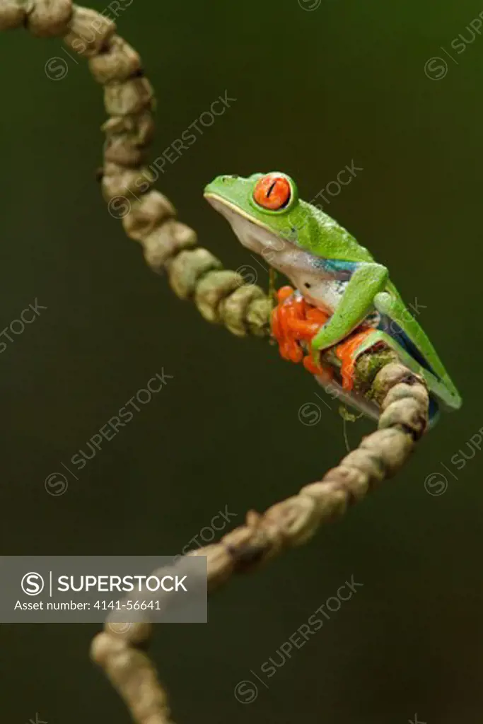 Red-Eyed Tree Frog (Agalychnis Callidryas) Perched On A Branch In Costa Rica.