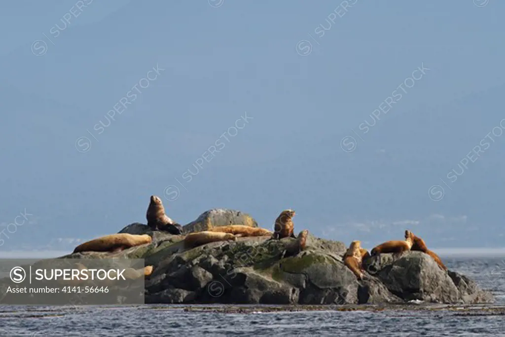 Stellar'S Sea Lions (Eumetopias Jubatus) British Columbia, Canada.