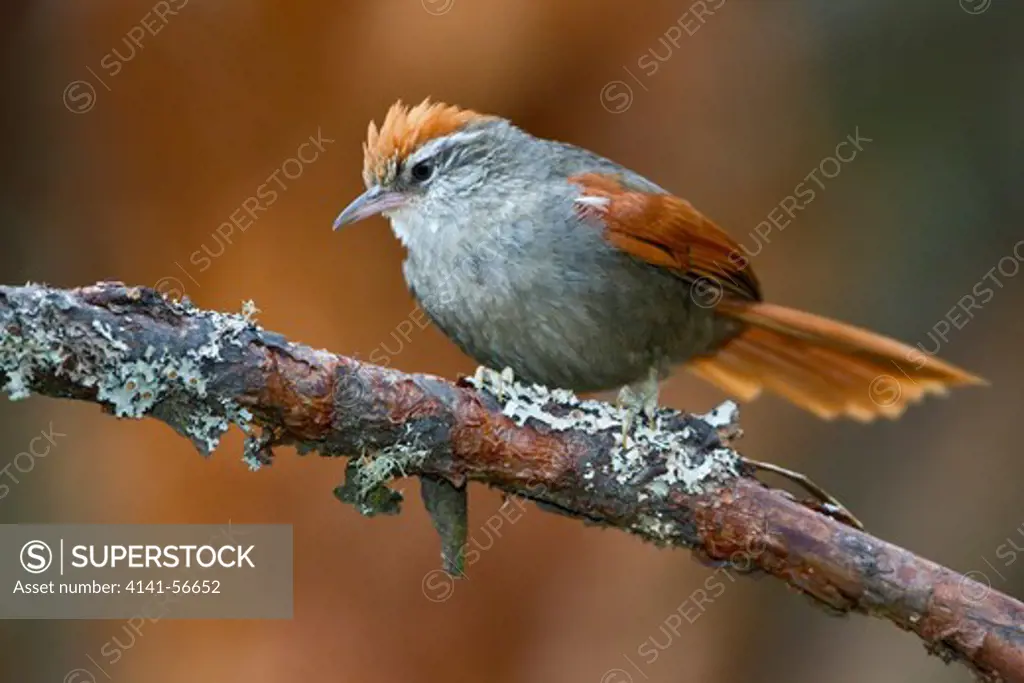 Baron'S Spinetail (Cranioleuca Baroni) Perched On A Branch In Peru.