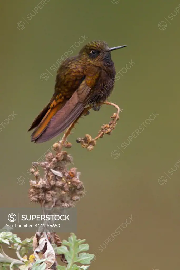 Black Metaltail (Metallura Phoebe) Perched On A Branch In Peru.