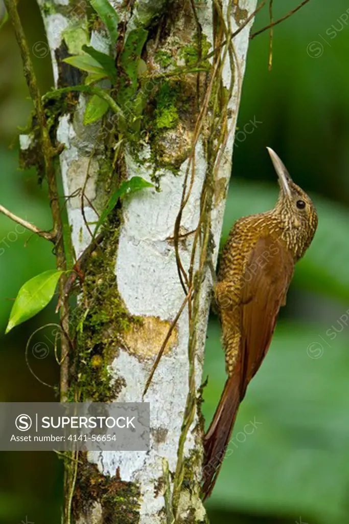 Black-Banded Woodcreeper (Dendrocolaptes Picumnus) Perched On A Branch In Peru.