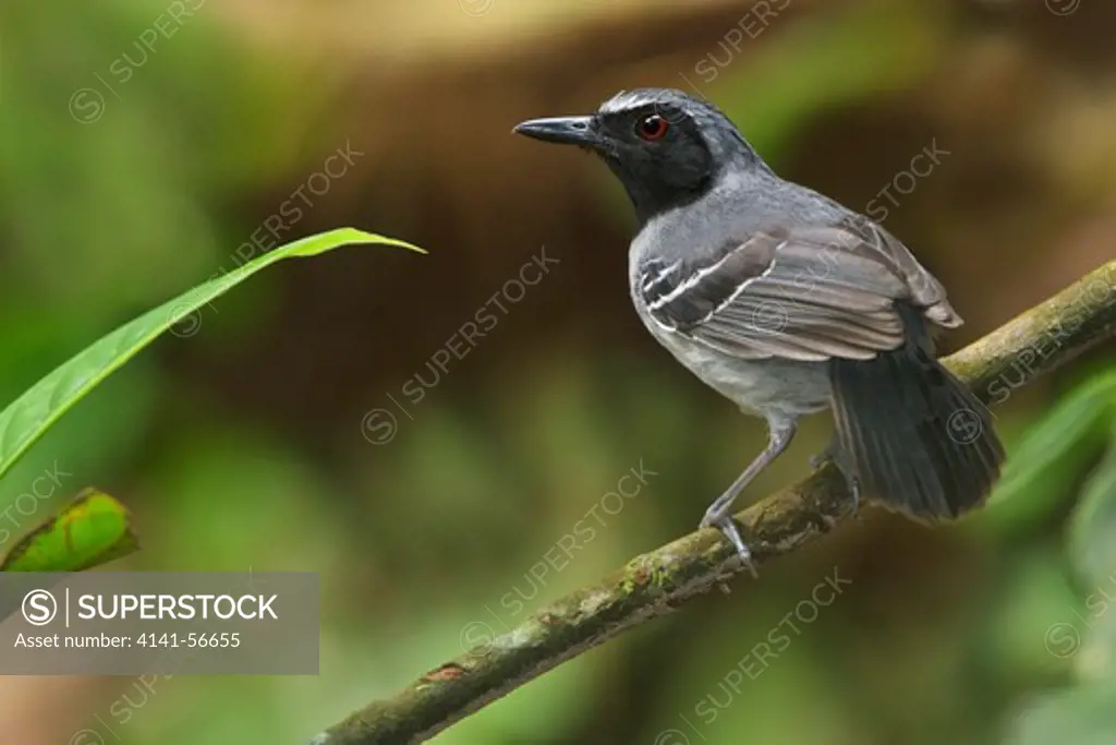 Black-Faced Antbird (Myrmoborus Myotherinus) Perched On A Branch In Peru.