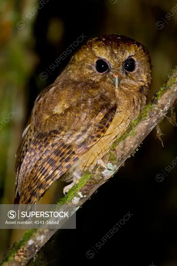 Cinnamon Screech Owl (Megascops Petersoni) Perched On A Branch In Peru.