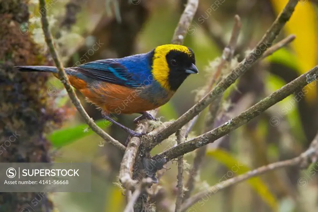 Golden-Collared Tanager (Iridosornis Jelskii) Perched On A Branch In Peru.