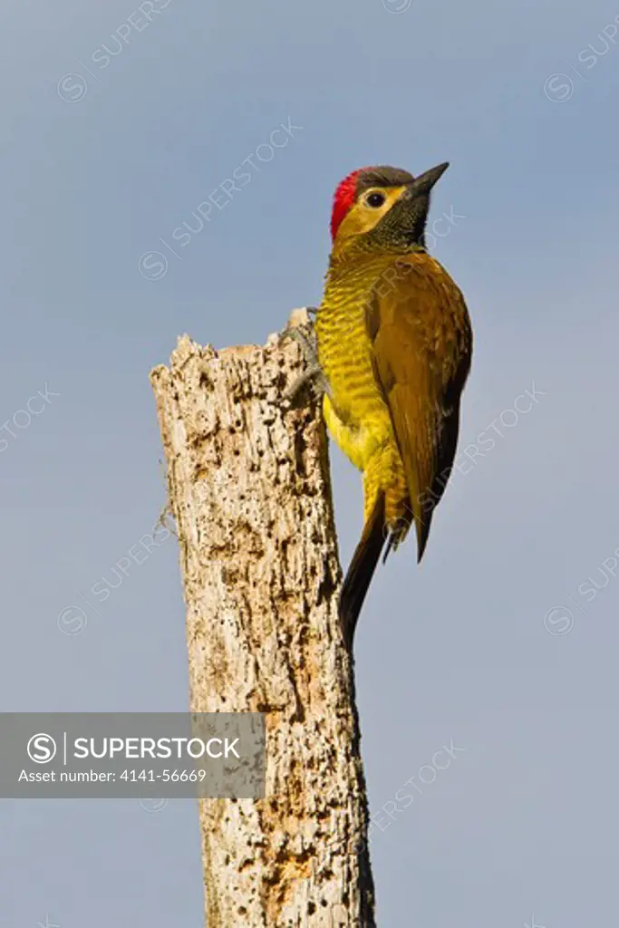 Golden-Olive Woodpecker (Piculus Rubiginosus) Perched On A Branch In Peru.