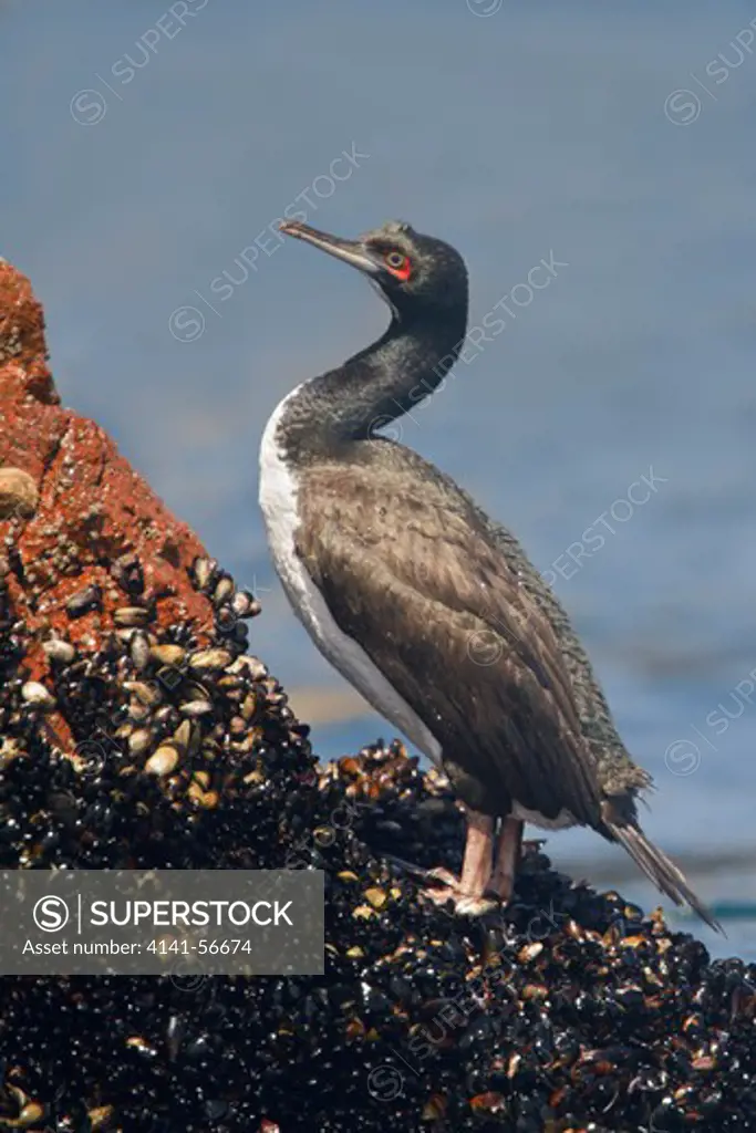 Guanay Cormorant (Phalacrocorax Bougainvillii) Perched On A Rock In Peru.