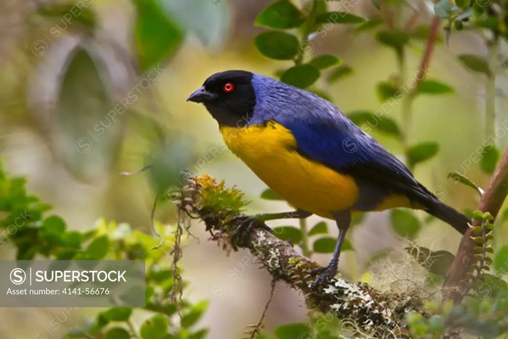 Hooded Mountain-Tanager (Buthraupis Montana) Perched On A Branch In Peru.