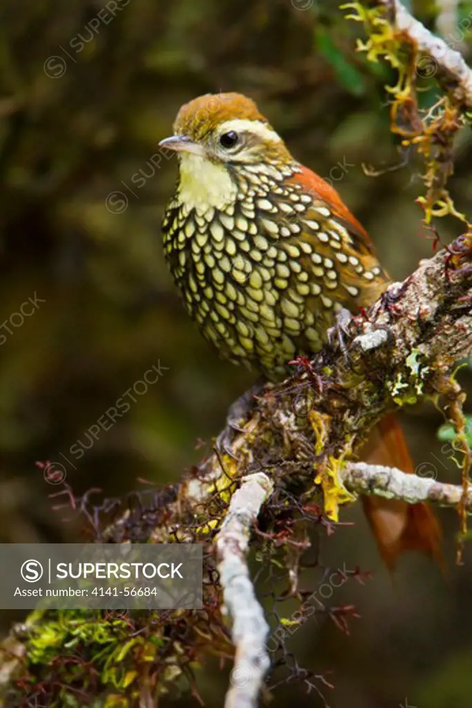 Pearled Treerunner (Margarornis Squamiger) Perched On A Branch In Peru.