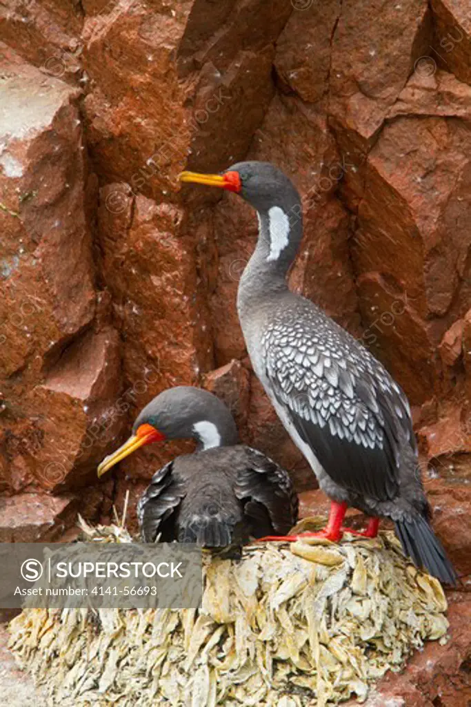 Red-Legged Cormorant, Phalacrocorax Gaimardi, At Nest, Peru.