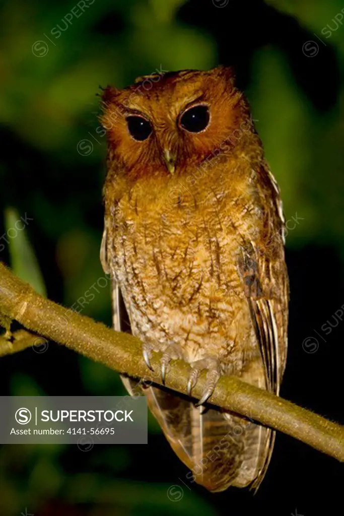 Rufescent Screech Owl (Megascops Ingens) Perched On A Branch In Peru.