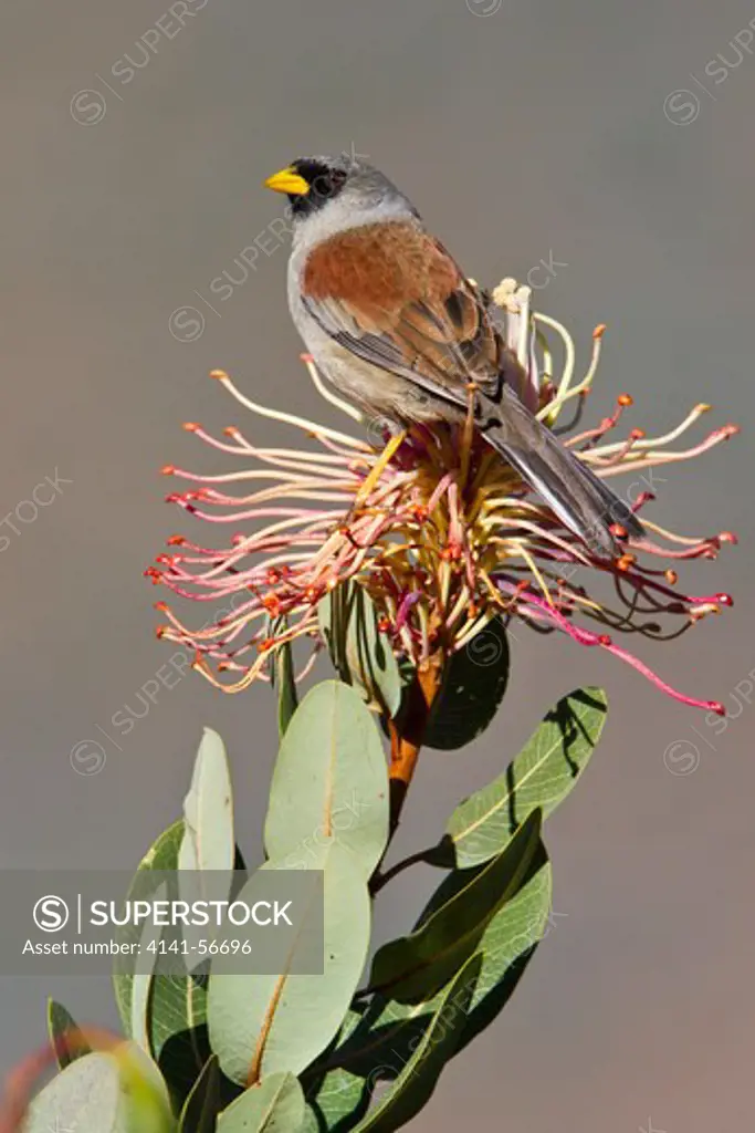 Rufous-Backed Inca-Finch (Incaspiza Personata) Perched On A Branch In Peru.