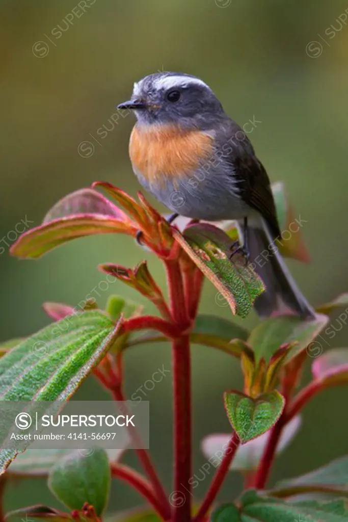 Rufous-Breasted Chat-Tyrant (Ochthoeca Rufipectoralis) Perched On A Branch In Peru.