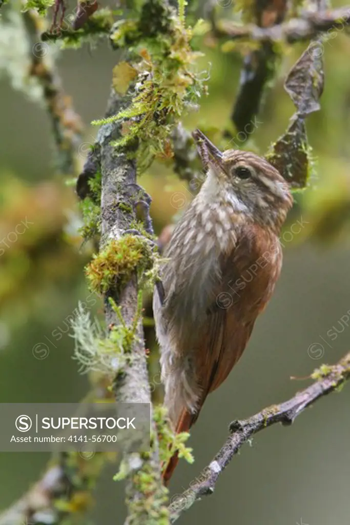 Streaked Xenops (Xenops Rutilans) Perched On A Branch In Peru.