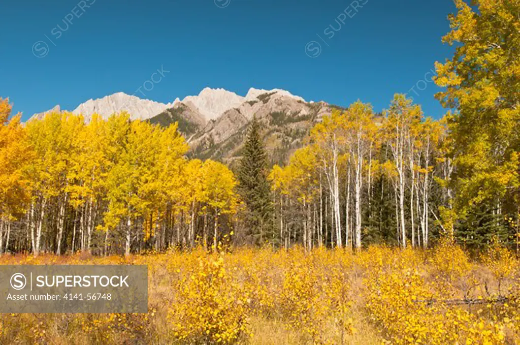 Quacky Aspen Color In Bow Valley At Banff National Park   Populus Tremuloides