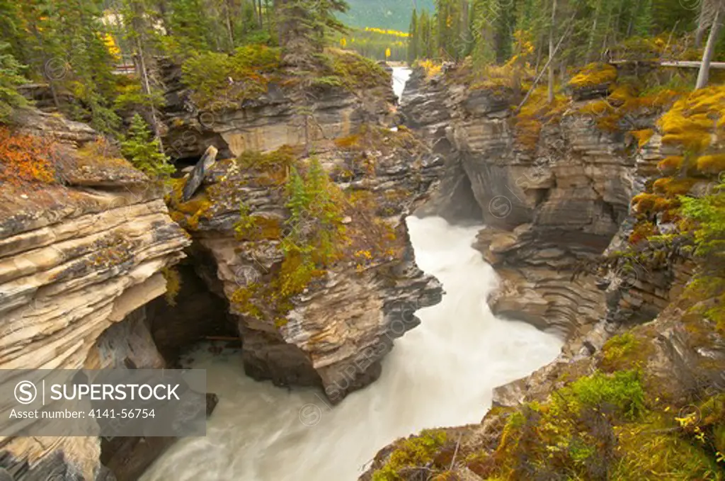 Abathasca Falls In Jasper National Park