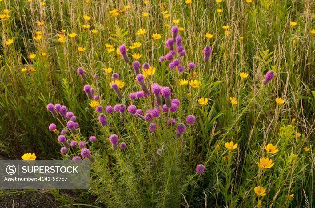Prairie Landscape (Dalea Purpurea) (Carduus Pumilum Vari. Hilli)