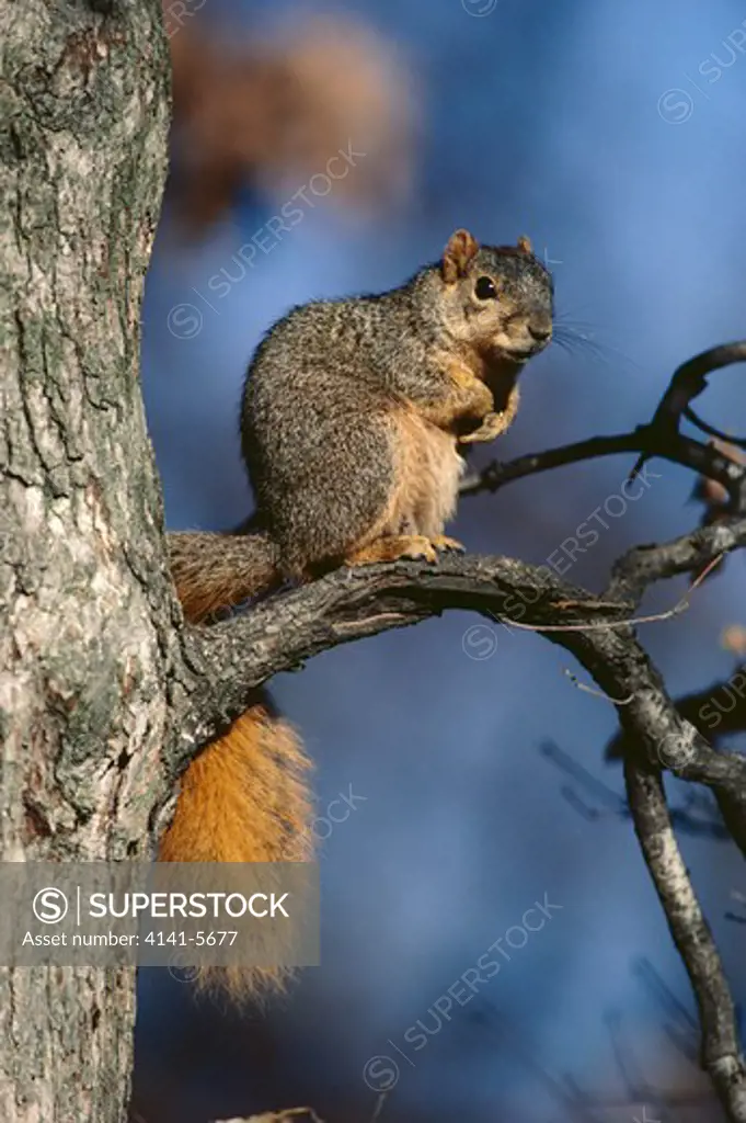 eastern fox squirrel sciurus niger michigan, usa 