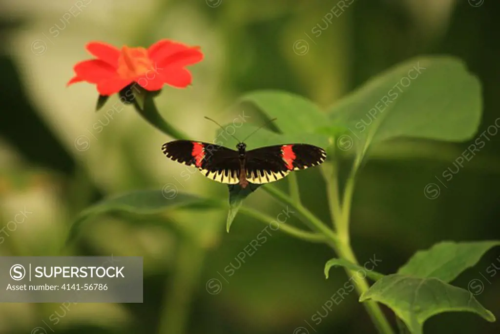 Close Up Of A Postman Butterfly On A Leaf