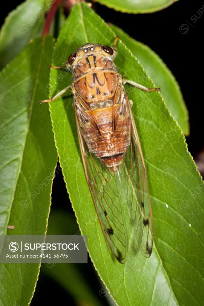 Male Brown Bunyip Cicada (Tamasa Tristigma) On Leaf. November 2009. Hopkins Creek. New South Wales. Australia.