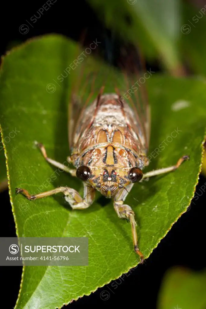 Male Brown Bunyip Cicada (Tamasa Tristigma) On Leaf. November 2009. Hopkins Creek. New South Wales. Australia.