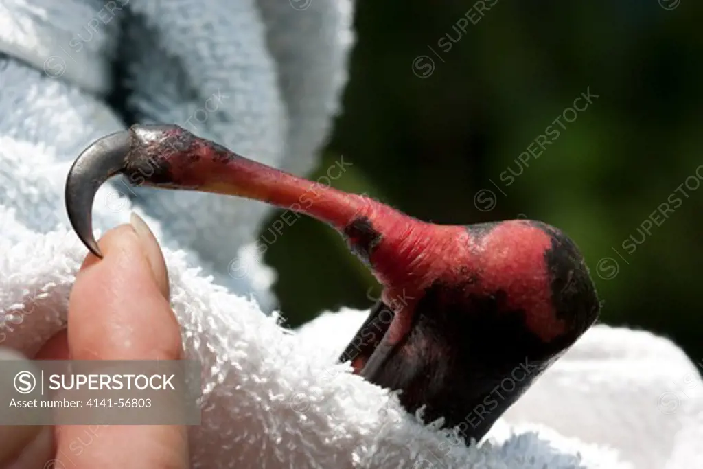 Electrical Burns To Thumb And Wrist Of Adult Male Grey-Headed Flying-Fox (Pteropus Poliocephalus). December 2009. Murwillumbah. New South Wales. Australia.