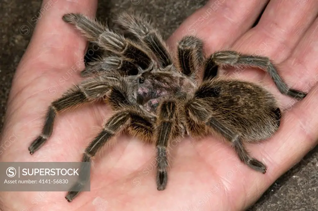 Close-Up Of A Female Chilean Rose Tarantula (Grammostola Rosea) Being Held In The Hand At The Long Sutton Wildlife Park In Lincolnshire
