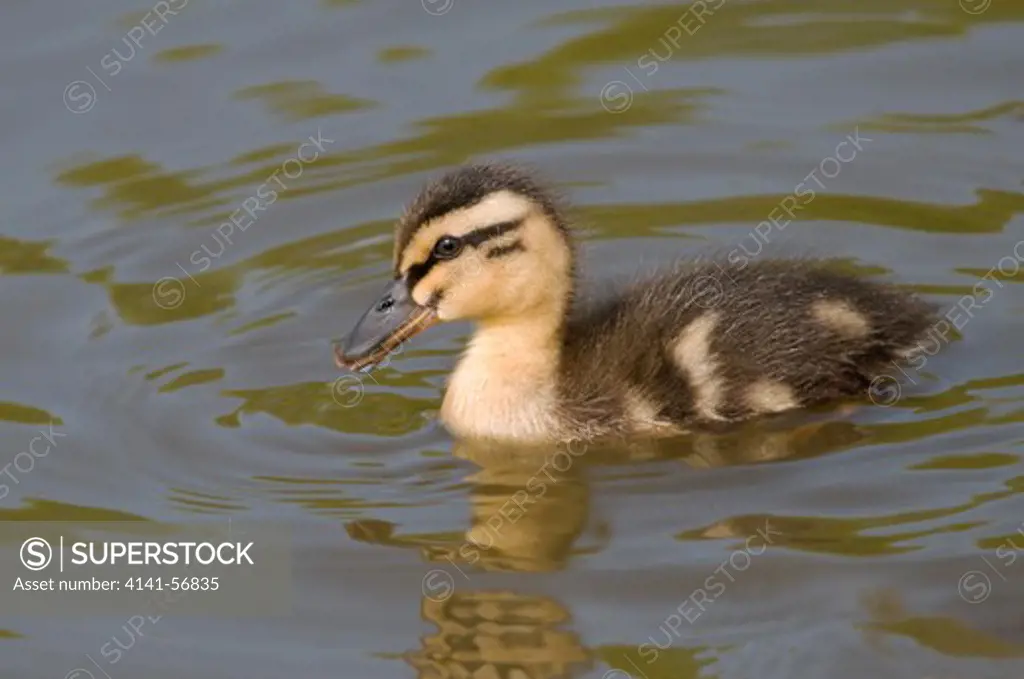 A Mallard Duckling (Anas Platyrhynchos) Swimming On A Village Pond In Norfolk