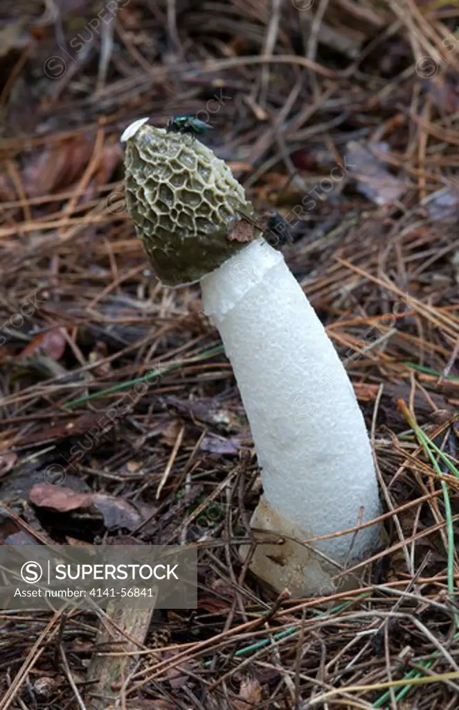 A Close-Up Portrait View Of A Stinkhorn Fungus (Phallus Impudicus) Showing Flies Eating The Black Sticky Spores On The Spore-Cap. Pine Forest In Norfolk. This Species Is Popularly Known As 'Wood Witch'.