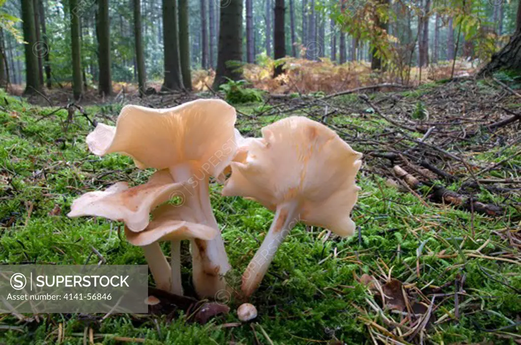 A Wide-Angle View Of A Group Of Spotted Tough-Shank Fungi (Collybia Maculata) Growing In A Pine Forest In Norfolk