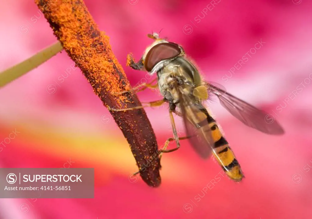 Close-Up Profile Of A Marmalade Icon Hover-Fly (Epysyrphus Balteatus) Feeding On The Stamens Of A 'Star Gazer' Lily Flower In A Surrey Garden In Summer