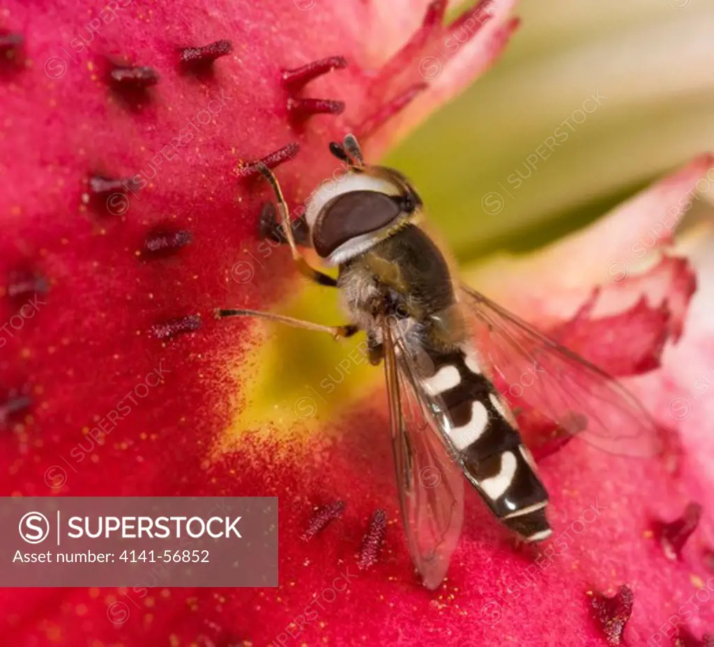 Close-Up Profile Of A Hover-Fly (Scaeva Pyrastri) Feeding On A 'Star Gazer' Lily Flower In A Surrey Garden In Summer