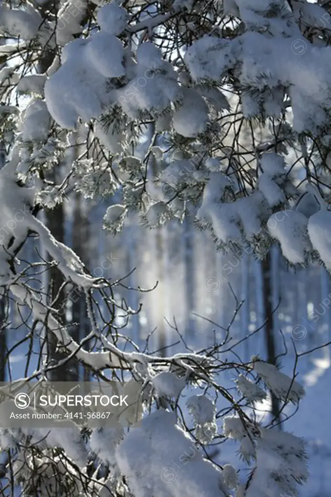 Snow Laden Pine Trees , Cairngorms National Park, Aberdeenshire, Scotland