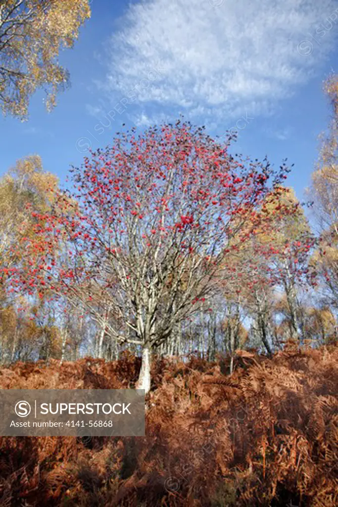 Rowan Tree In Autumn Light (Sorbus Aucuparia) , Cairngorms National Park, Aberdeenshire, Scotland