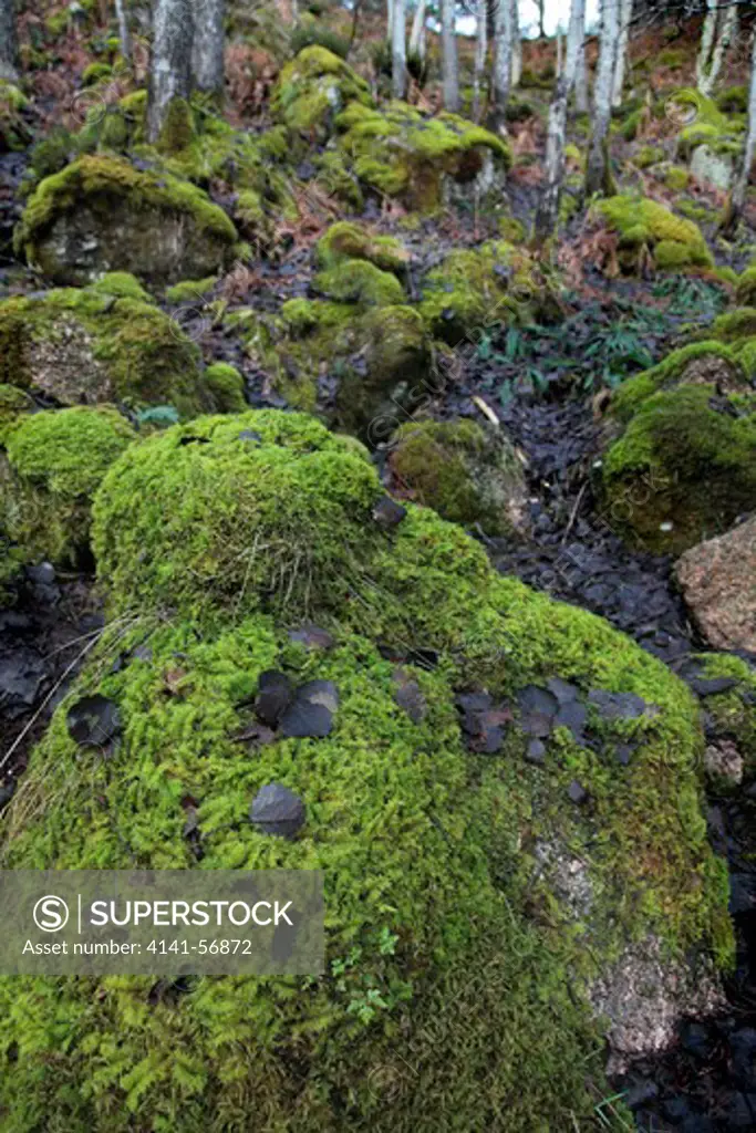 Moss Rocks At The Burn O' Vat ,Dinnet Nature Reserve Scotland , Cairngorms National Park, Aberdeenshire, Scotland