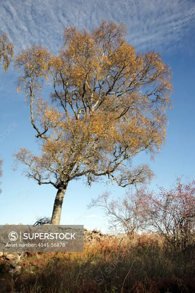Silver Birch In Autumn , Cairngorms National Park, Aberdeenshire, Scotland