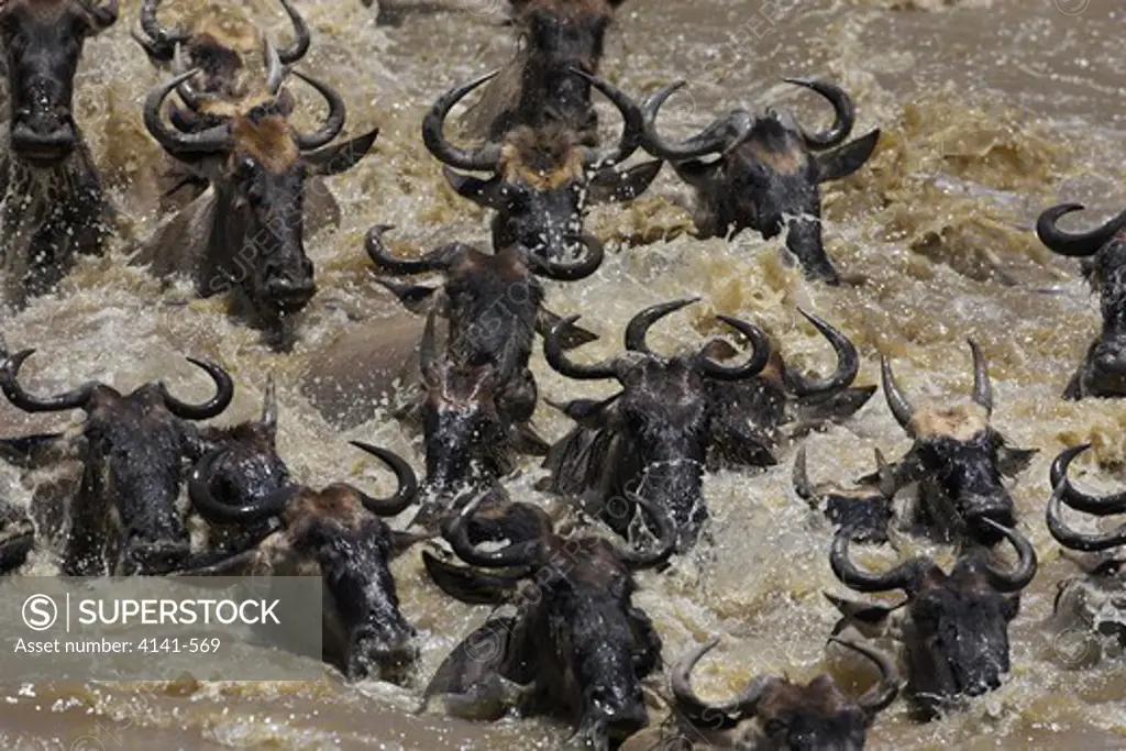 common wildebeest connochaetes taurinus crossing river during migration masai mara, kenya
