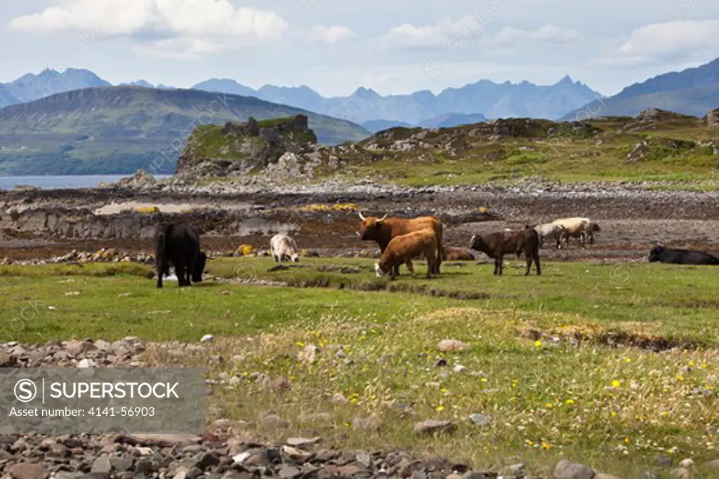 Highland Cattle, Skye